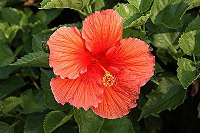 《龙腾世纪：影障守护者》实体典藏版不包含游戏本体